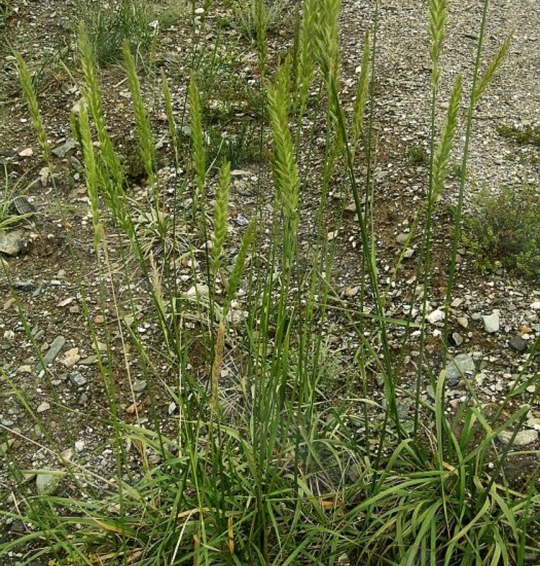  p>毛穗赖草(学名: i>leymus paboanus /i> (claus) pilger)为禾本科