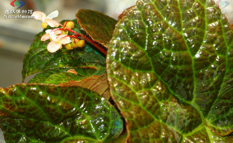 p>滇缅秋海棠(学名: i>begonia rockii  /i>irmsch.)中国的特有植物.