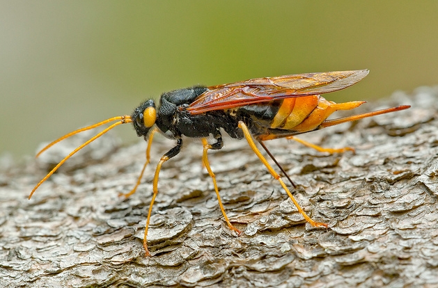  p>泰加大树蜂, i>urocerus gigas taiganus /i>