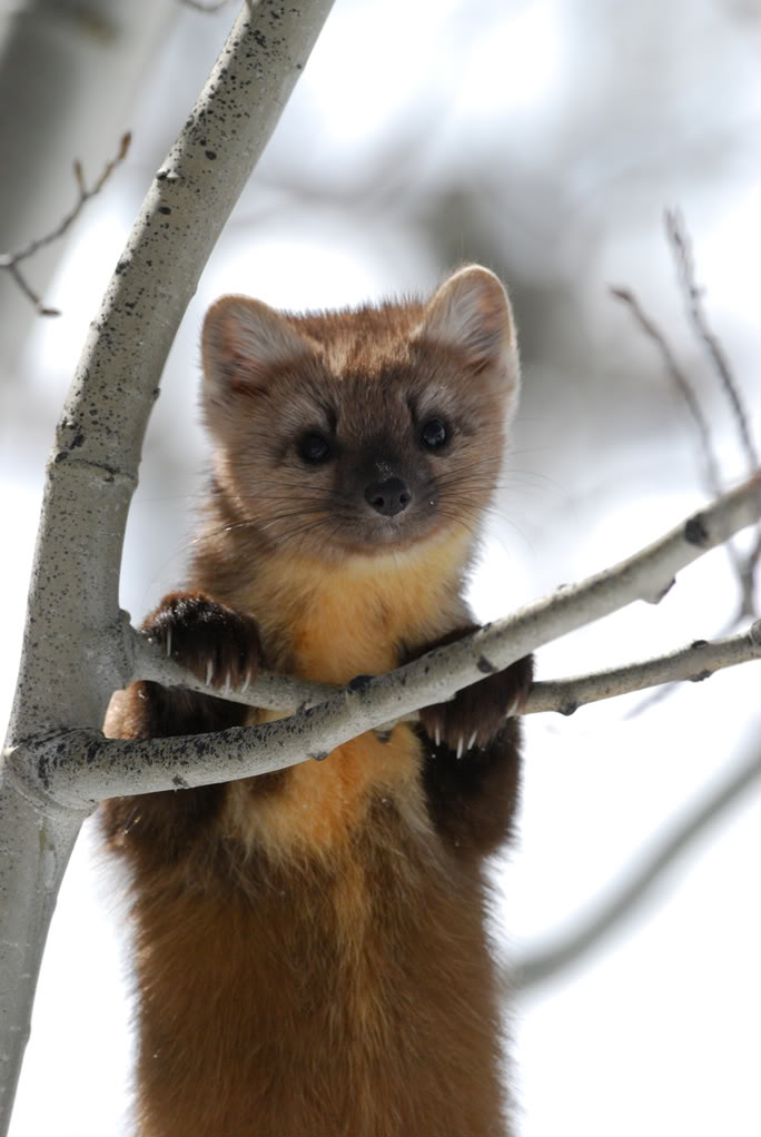  p>松貂(学名: i>martes martes /i>):平均体长53厘米,尾巴长25厘米.