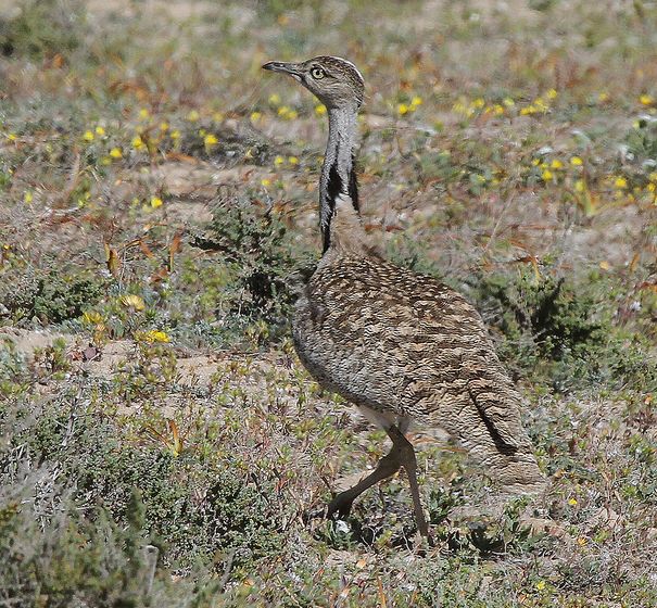  p>翎颌鸨(学名:chlamydotis undulata)体型较 a target="_blank"