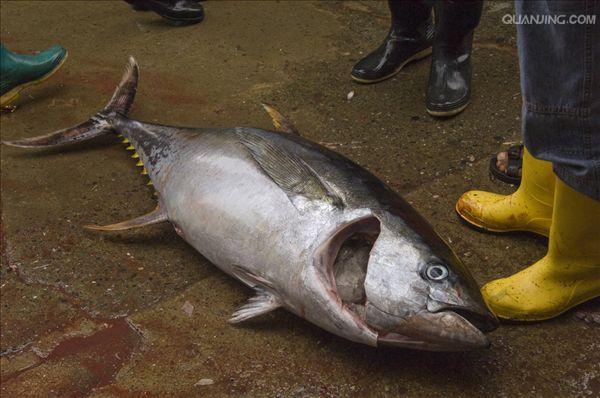  p>黄鳍金枪鱼(学名: i>thunnus albacores /i>)是鲭科,金枪鱼属下的