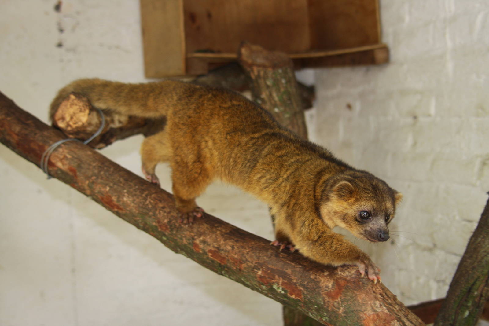 有黑色眼斑;尾部有多条黑白相间的环纹;裂齿和臼齿的形状与熊类相似