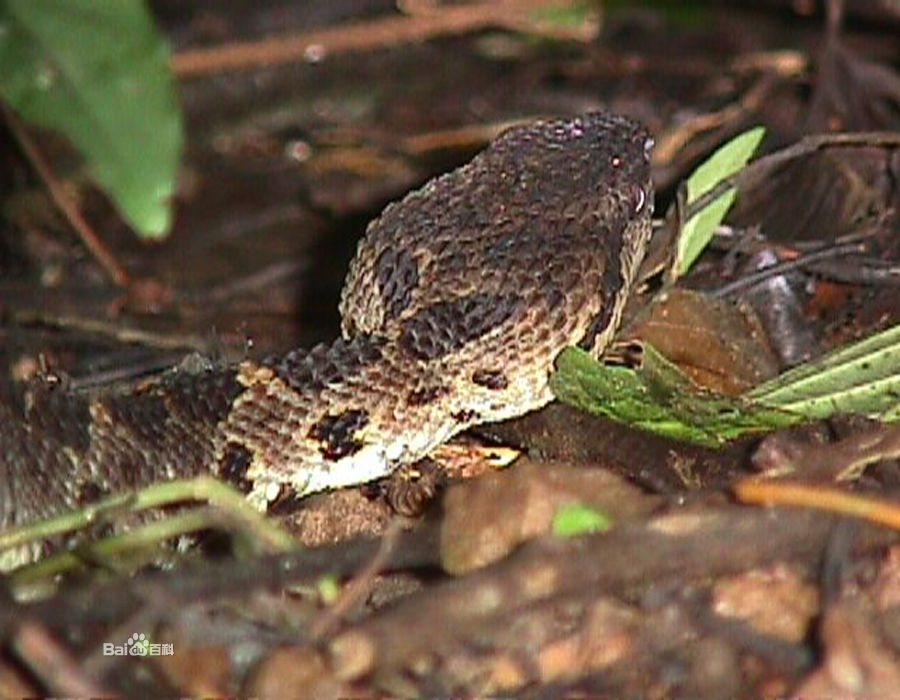 食鱼蝮