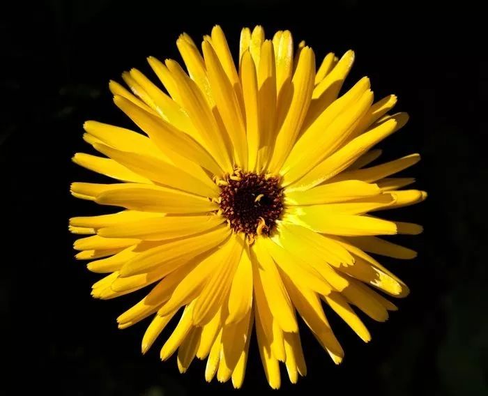 菊石简史！_百科TA说