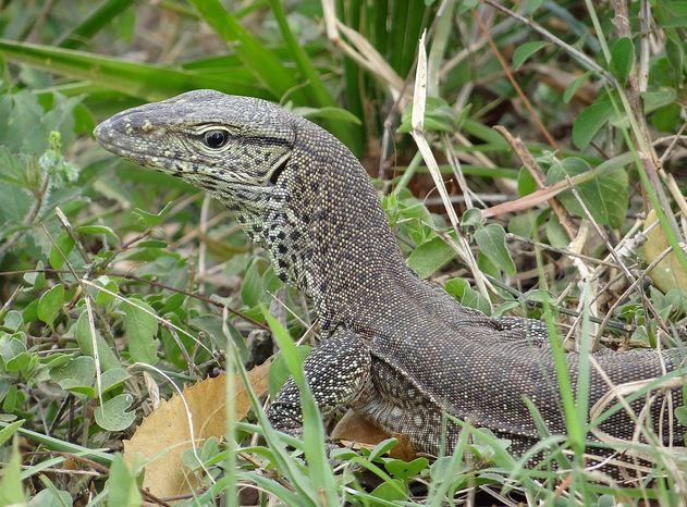 bengal monitor lizard