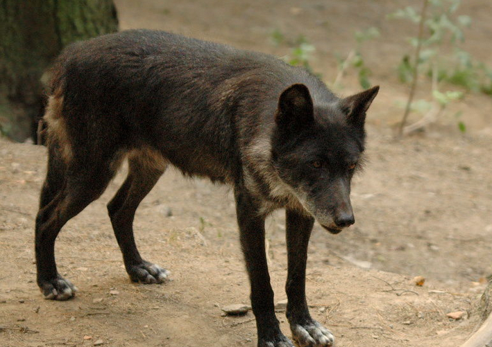也被称为育空狼,是由动物学家丹尼尔·艾略特在1905年列为灰狼亚种