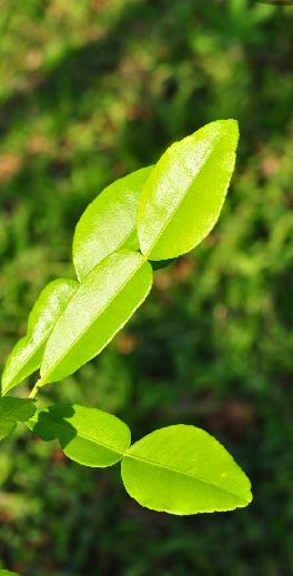  p>红河橙(学名: i>citrus hongheensis /i> ye et al.