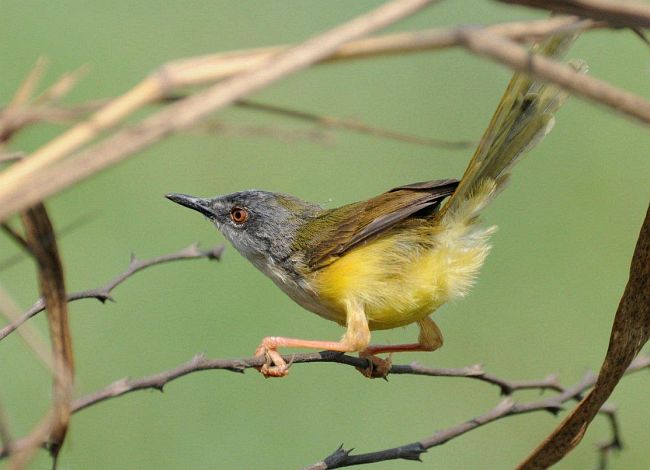 yellow-bellied prinia