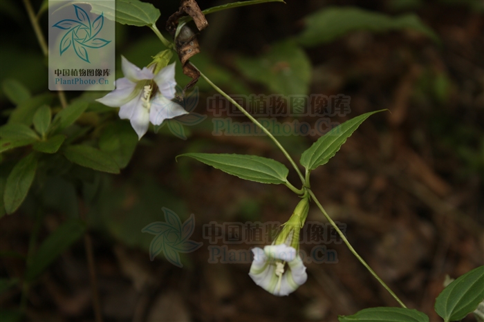  p>高山肺形草,种拉丁:tripterospermumcordifolium(yamamoto)