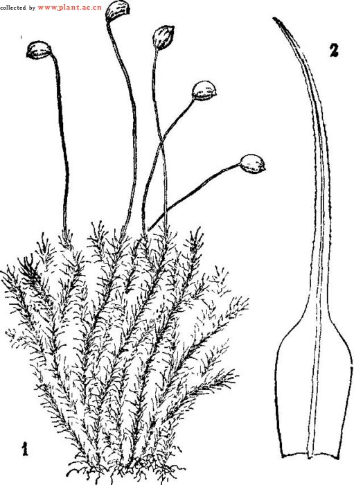 balantiopsidaceae
