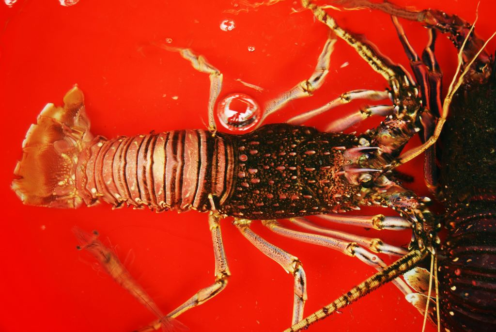 十足目/10986358" data-lemmaid="10986358">十足目 /a>,螯虾次目, a