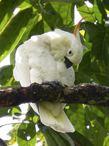  p>橘冠凤头鹦鹉(学名: i>cacatua sulphurea citrinocristata /i>)是