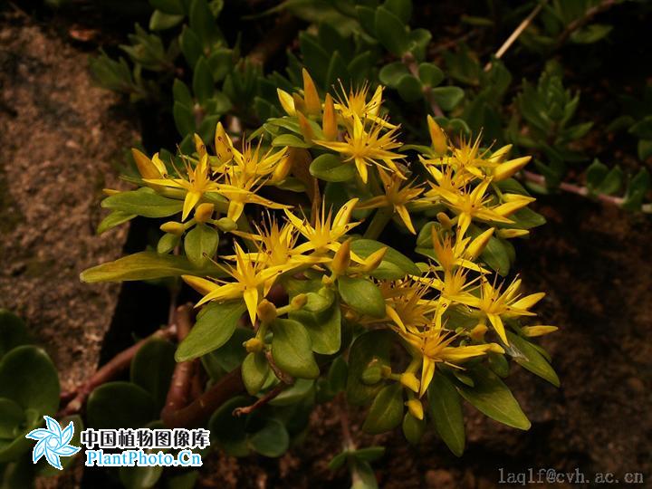  p>四芒景天(学名:sedum tetractinum)为景天科景天属的植物,是我国的