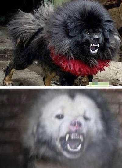  p>鬼獒是 a target="_blank" href="/item/藏獒/5311" data-lemmaid=