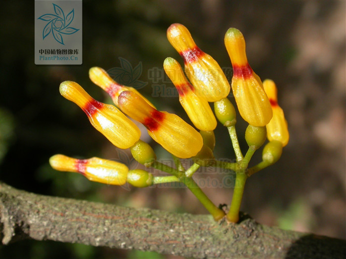  p>鞘花(学名:macrosolen cochinchinensis (lour.) van tiegh.