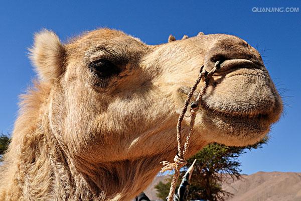 >camelus dromedarius /i>):体长约3米,高2米以上,因有一个驼峰而得名