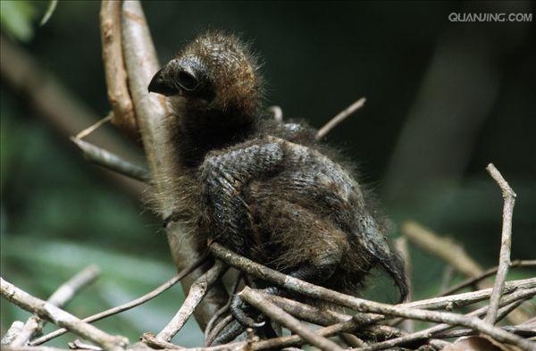  p>麝雉(学名: i>opisthocomus hoazin /i>):体长约65厘米,体重不及1