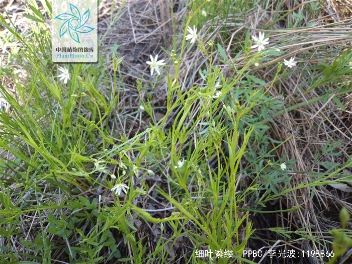 细叶繁缕