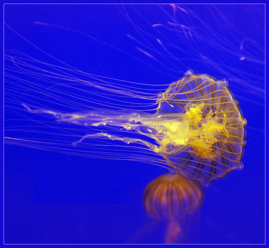 金黄水母
