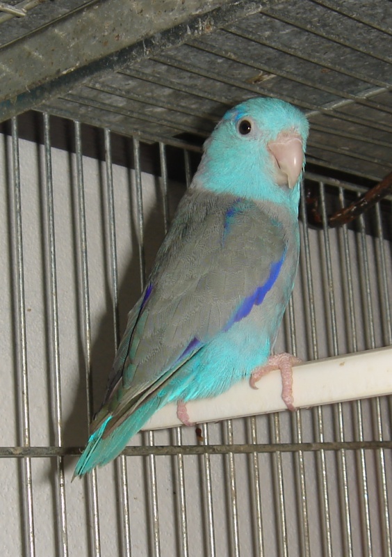  p>太平洋鹦哥(学名: i>forpus coelestis /i>)是一种小鹦鹉,体羽主要