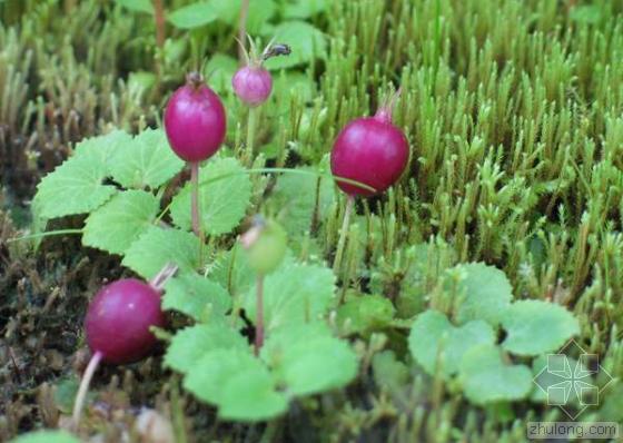  p>观音草(学名: i>peristrophe baphica /i> (spreng) bremek.