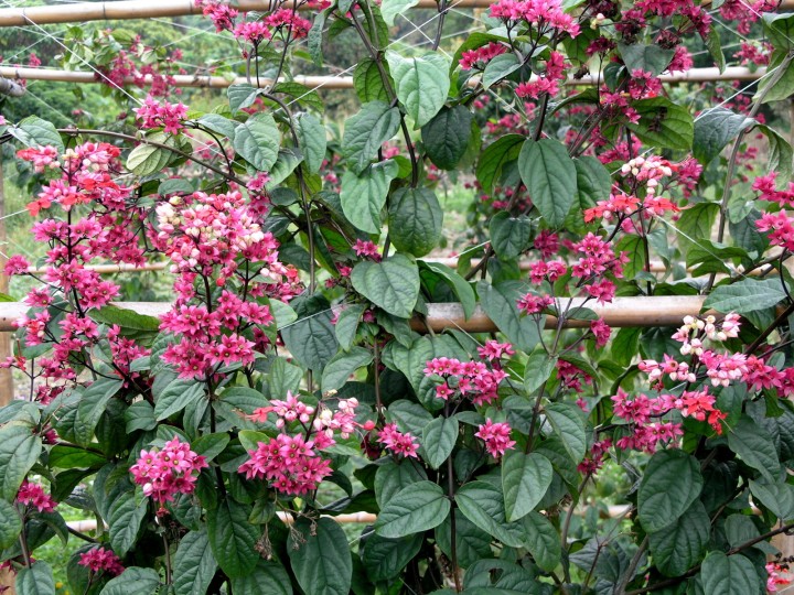 hyparrhenia filipendula (hochst.) stapf