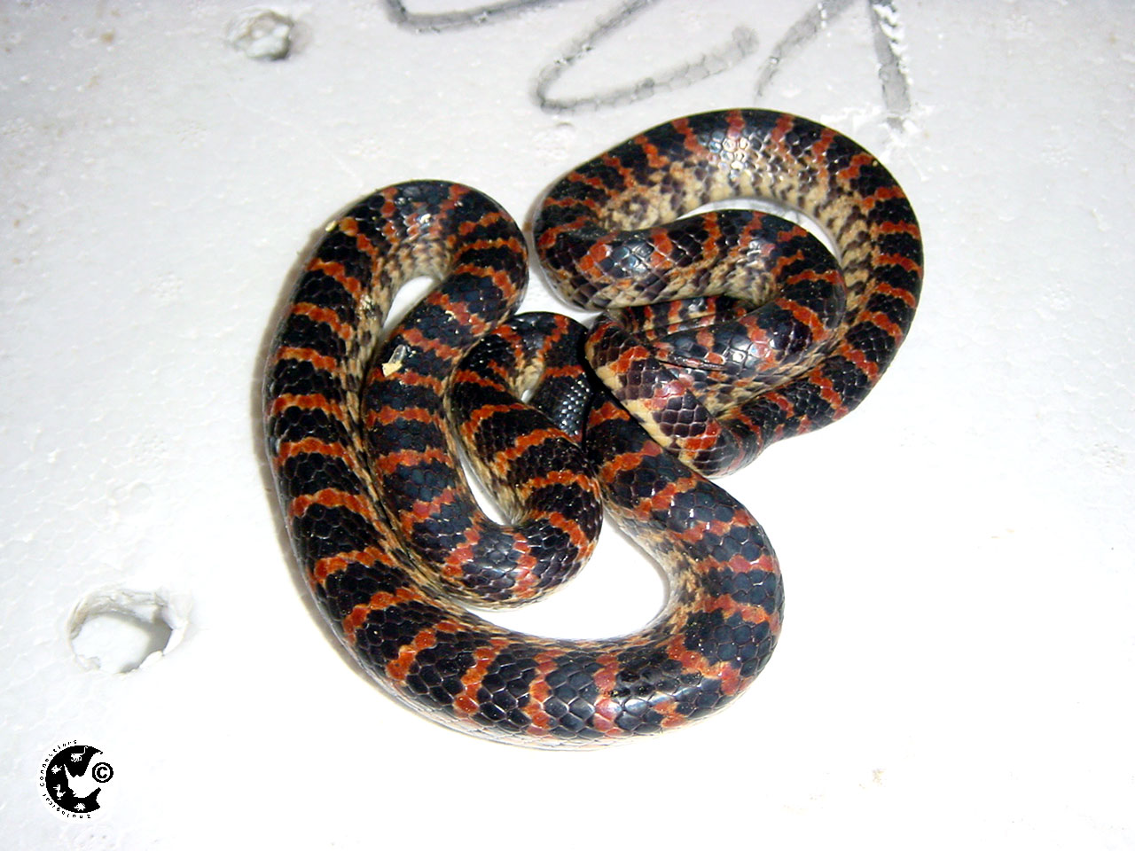  p>赤链蛇(学名: i>lycodon rufozonatus /i>)是游蛇科白环蛇属的中