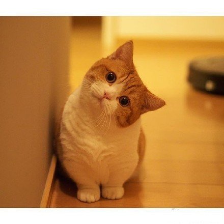  p>又名短腿猫,为自然演变出来的侏儒品种猫,他们有很特别的短腿.