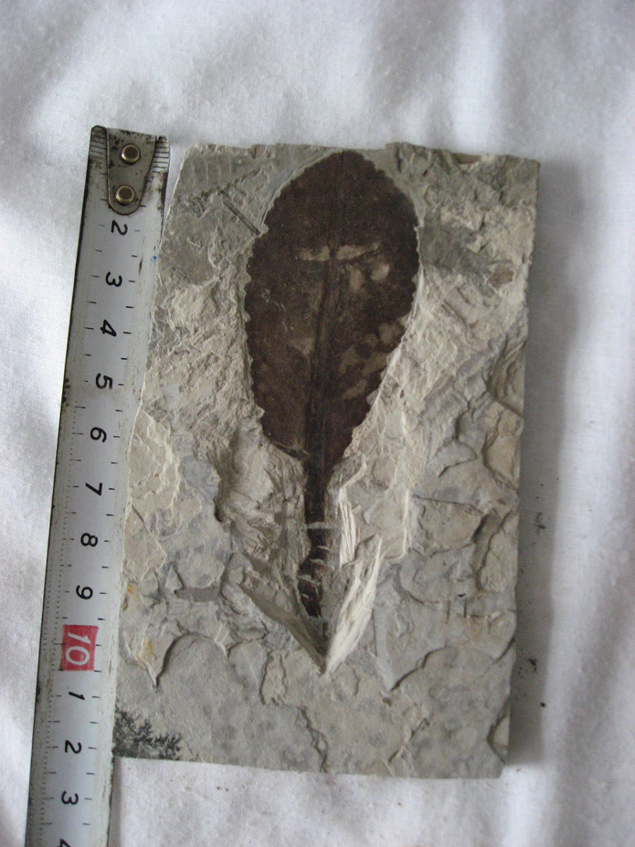 中文往往翻译为"羊齿植物"或"真蕨类植物"