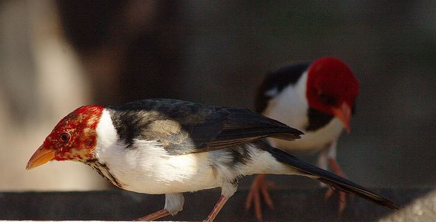  p>黄嘴蜡嘴鹀是一种雀形目,鹀科类生物.小型鸣禽.一般主食植物种子.
