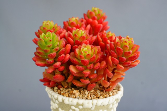 target"_blank href/item/多肉>多肉/a>植物,一般简称为塔洛克
