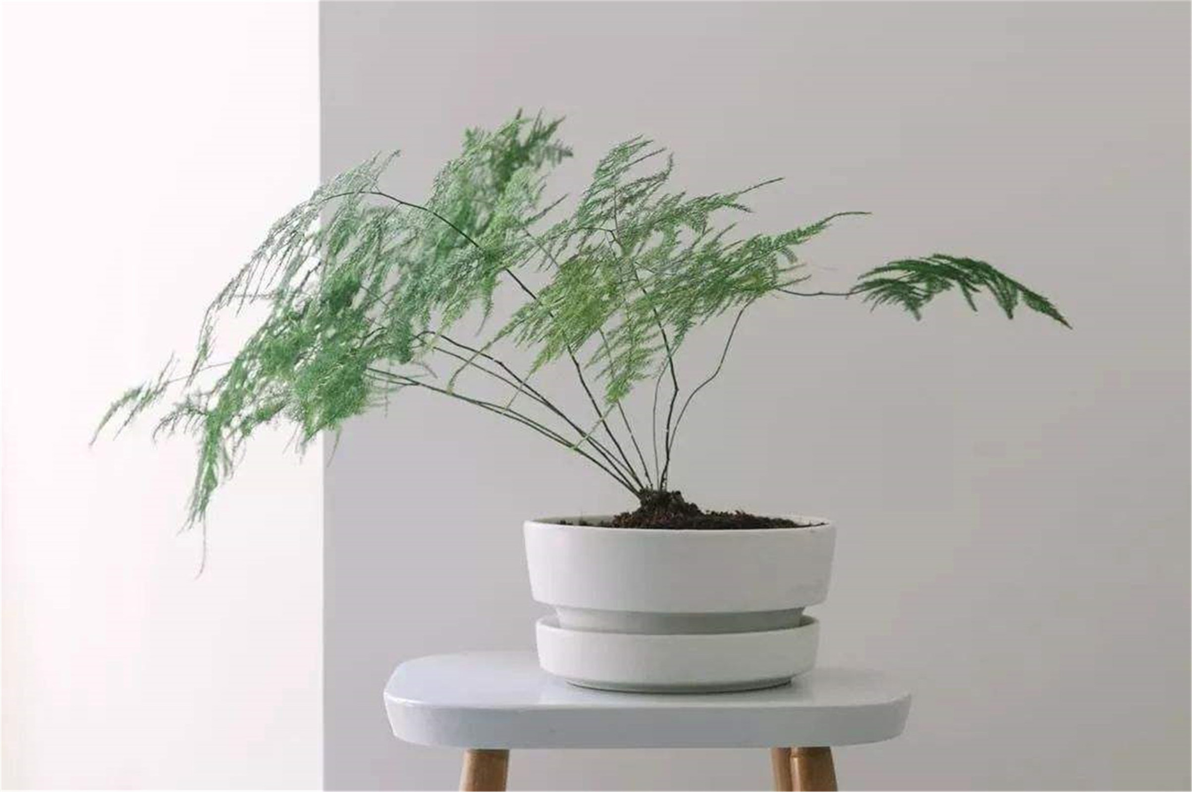  p data-id="gnwpa90i3y">矮文竹(学名:asparagus setaceus(kunth)