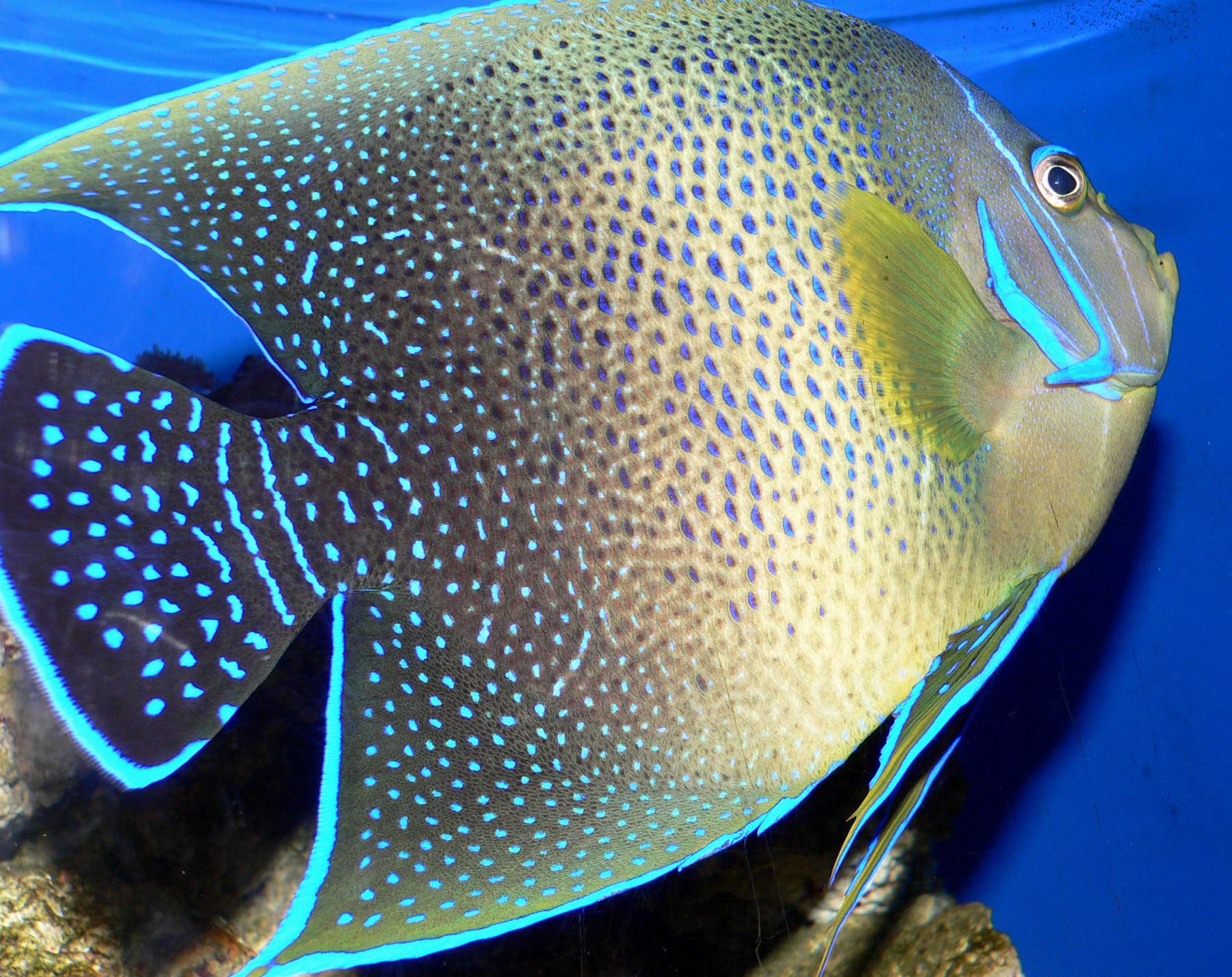  p>半环刺盖鱼,pomacanthus semicirculatus, b>俗称: /b>大蓝纹, a