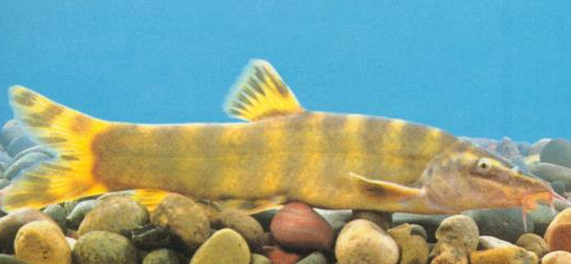  p>中华沙鳅(学名: i>sinibotia superciliaris /i>)是鳅科沙鳅属的一