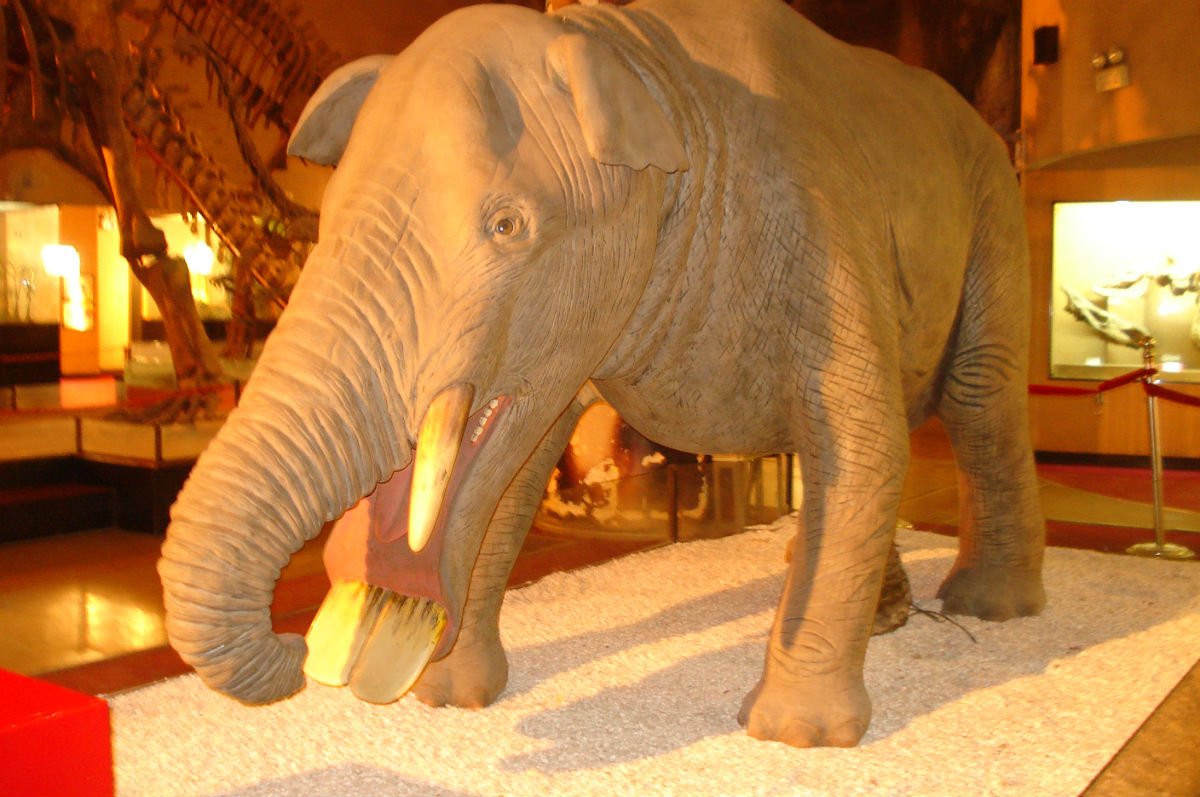  p>铲齿象是属于嵌齿象科的一种象类.