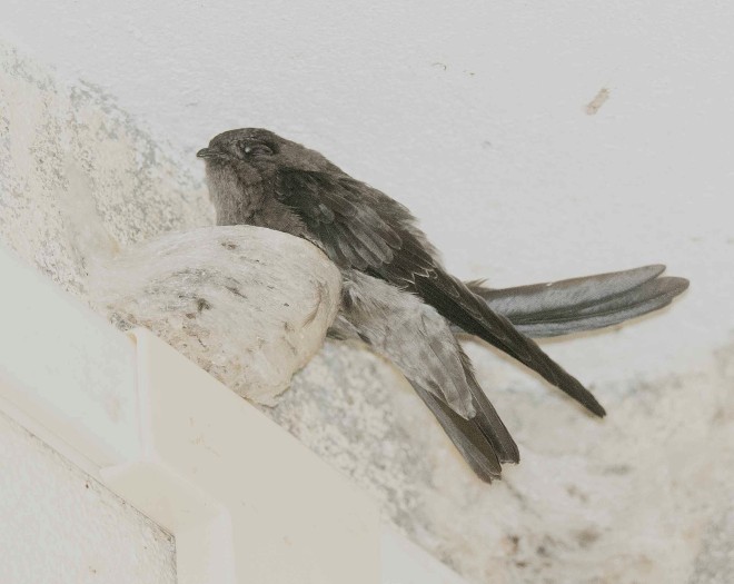  p>爪哇金丝燕(学名: i>aerodramus fuciphagus 