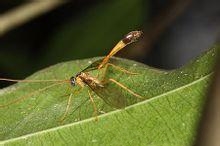 竹舟蛾细颚姬蜂