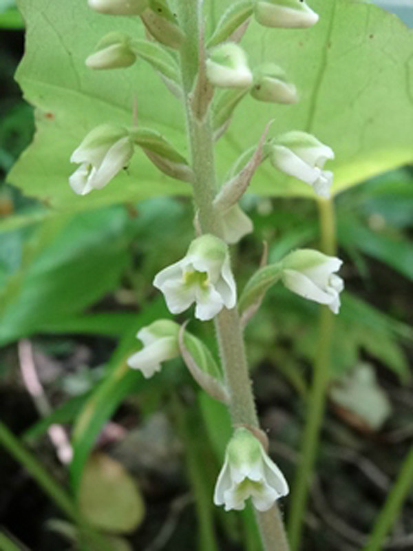  p>香线柱兰(学名: i>zeuxine odorata /i> fukuyama)是 a href="#">