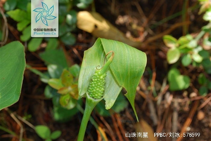  p>山珠南星,是 a href="#" data-lemmaid="6721720">天南星科 /a>