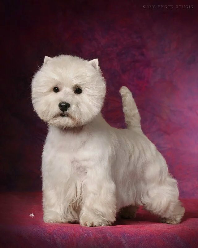  p>西高地白梗是一种小体型,爱玩的,坚定的 a href="#" data-lemmaid=