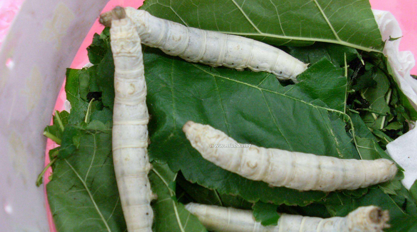 蓖麻蚕(eri-silkworm)木薯蚕, a target="_blank" href="/item/大蚕蛾