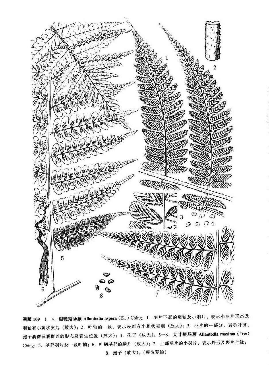 allantodia maxima (don) ching