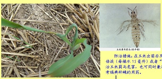  p>危害我国玉米的蓟马主要有玉米黄呆蓟马,禾蓟马,稻管蓟马,三者均属