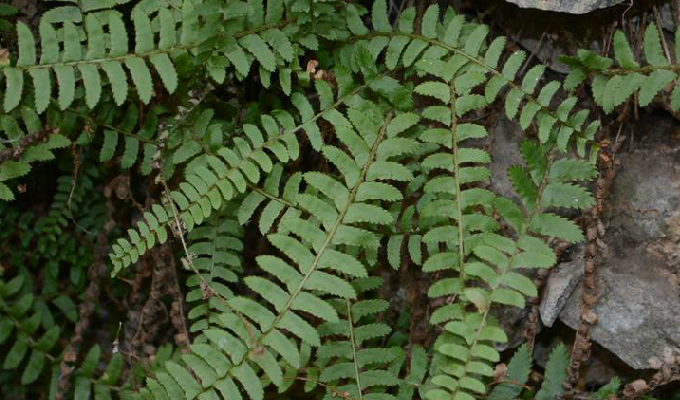 鞭叶耳蕨