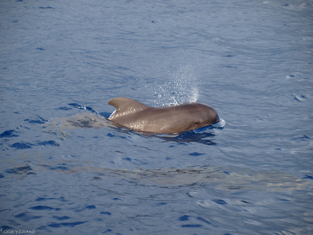  p>短肢领航鲸(学名:globicephala macrorhynchus),其主要特征是前额