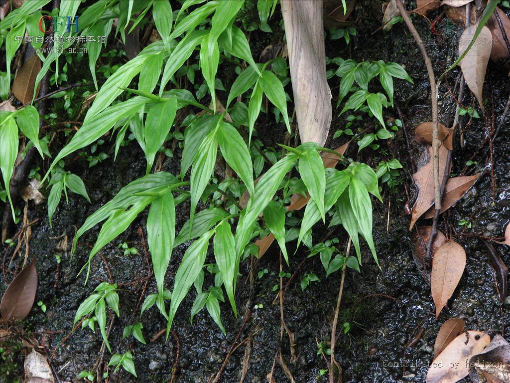  p>匙苞姜(学名: i>zingiber cochleariforme  /i>d.