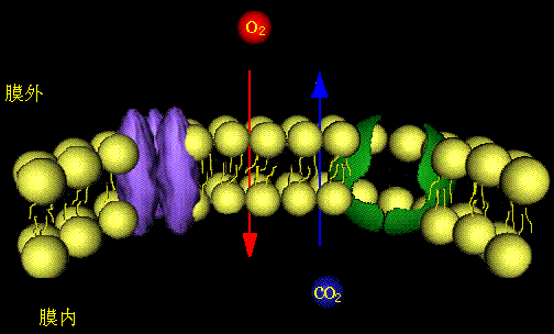 concentration gradient