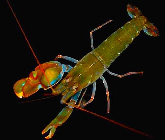  p>卡达虾(alpheus heterochaelis   )又名枪虾,卡搭虾,颜色呈泥绿色