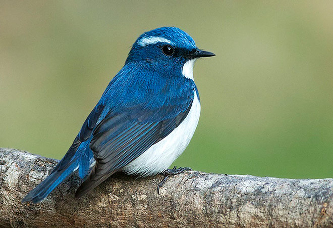 ultramarine flycatcher